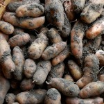 Kartoffeln Bamberger Hörnchen