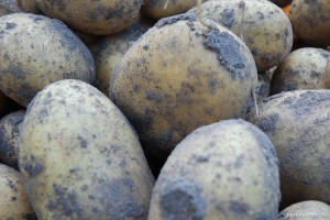 Frisch geerntet: Kartoffel Belana