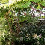 In Nordamerika zuhause: Rhus typhina ’dissecta’ (Essigbaum) und Pycnanthemum muticum (Cherokee-Bergminze) dazu die Deutsche Aster ’violetta’