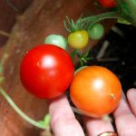 Keine Blütenendfäule bei Tomaten