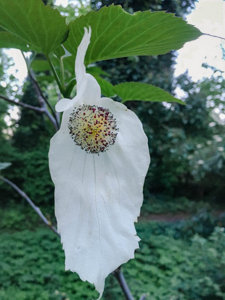 Blüte Taschentuchbaum Davidia involucrata