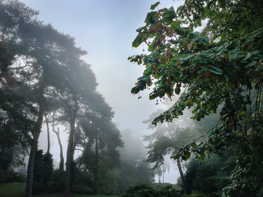 Nebel im Garten