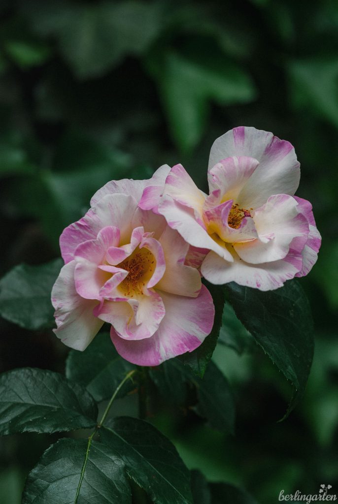 Ungefüllte Rose in weiß-rosa