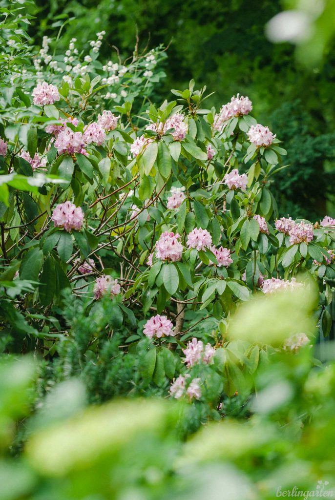 Rhododendron im Vorgarten