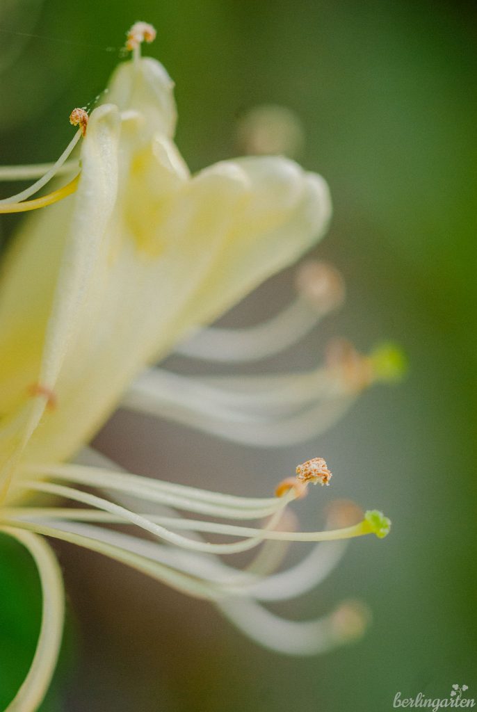 Makro einer Geißblatt-Blüte Lonicera