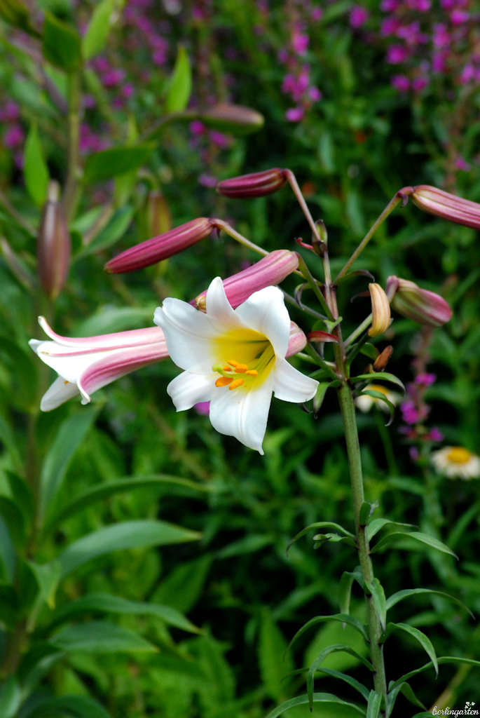 Die Königslilie Lilium regale ist mein absoluter Liebling und parfümiert den Garten