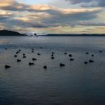Lake Rotorua im Abendlicht - Wasser ist das bestimmende Element Neuseelands: durch den Pazifik und die unzähligen Seen