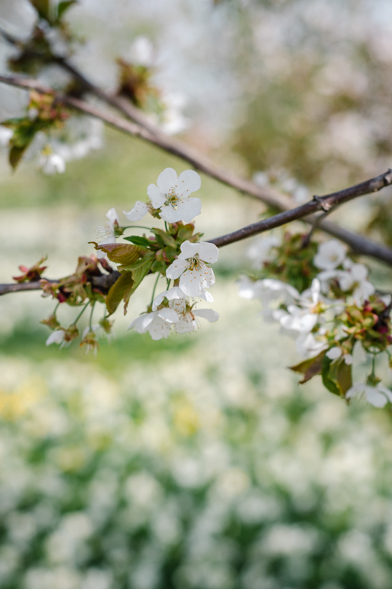 Kirschblüte auf der LAGA Beelitz in Brandenburg