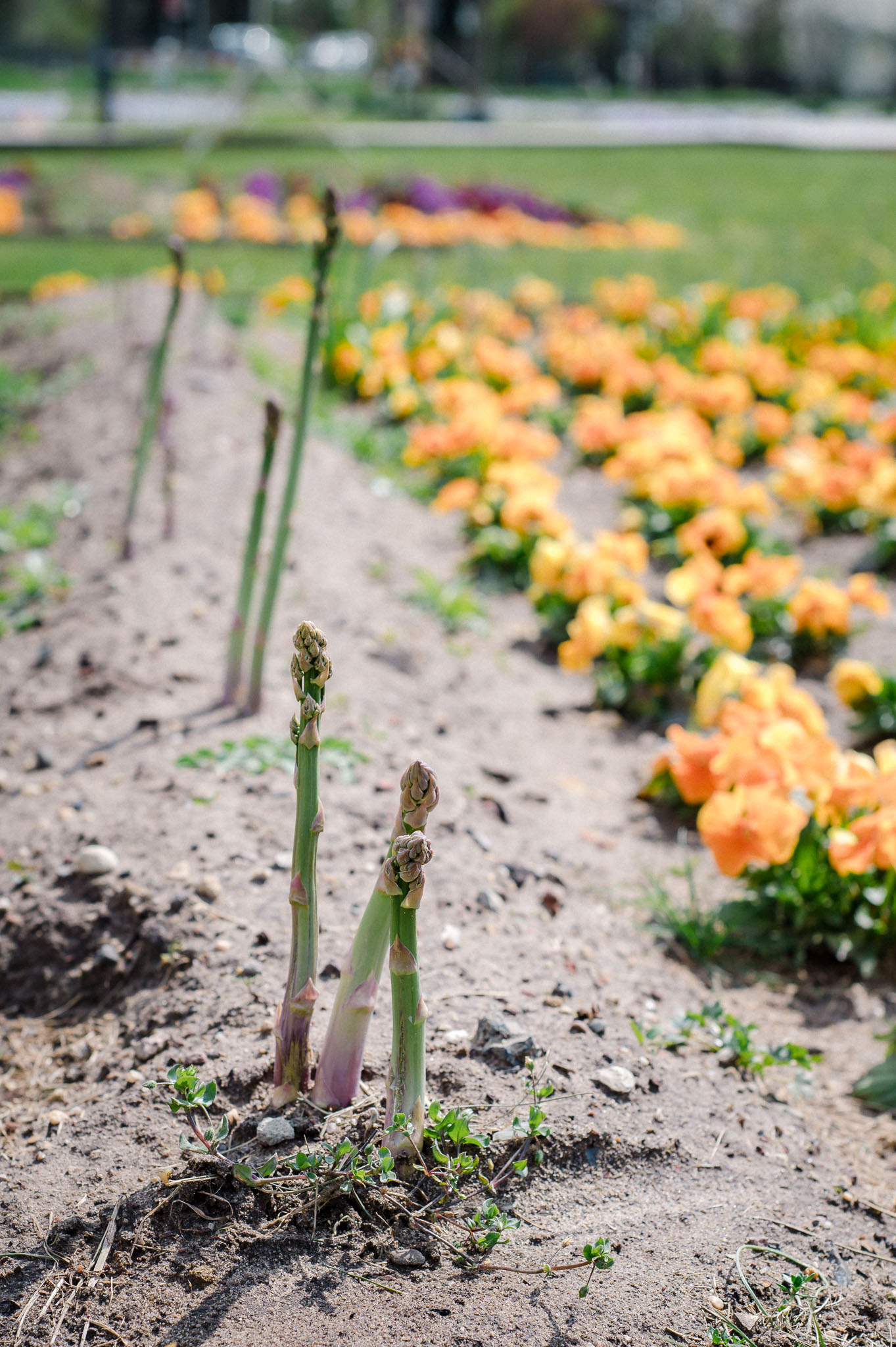 Die LAGA 2022 in Beelitz präsentiert bepflanzte Spargelfelder