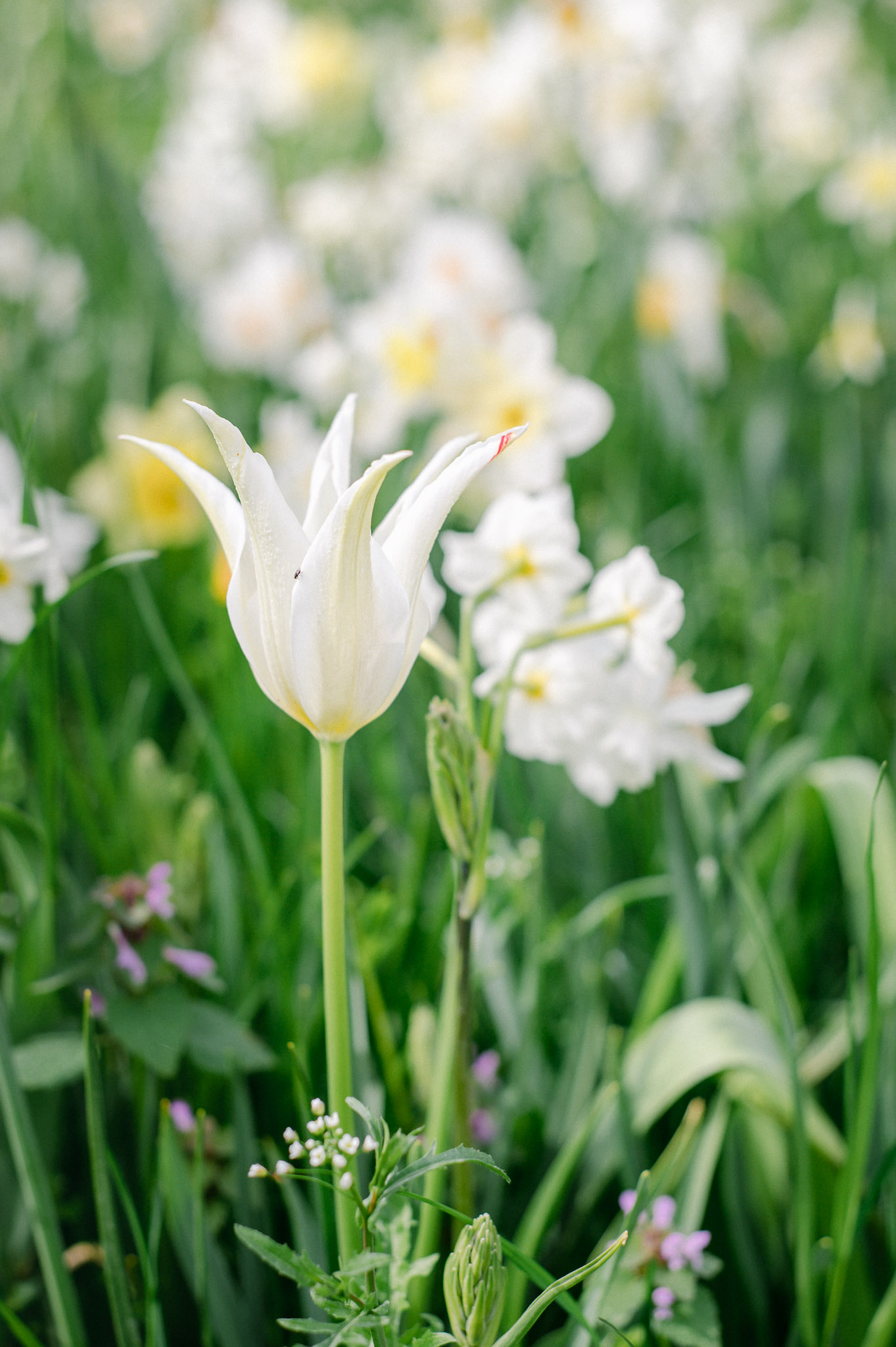 Lilienblütige Tulpe 'White Triumphator'