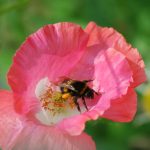 Lecker Mohnblüten-Pollen