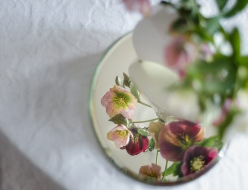 Lenzrosen als Schnittblume: Ein Blick ins Blütengesicht