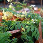 Der Weiße Lerchensporn Corydalis ochroleuca blüht von April bis zum Frost