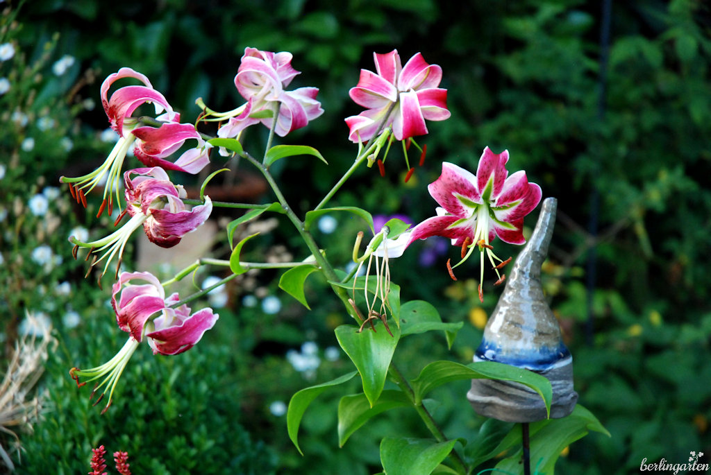 Die hohe Prachtlilie 'Black Beauty' bringt einen Hauch Exotik in den Garten und passt dennoch gut in natürliche Beete