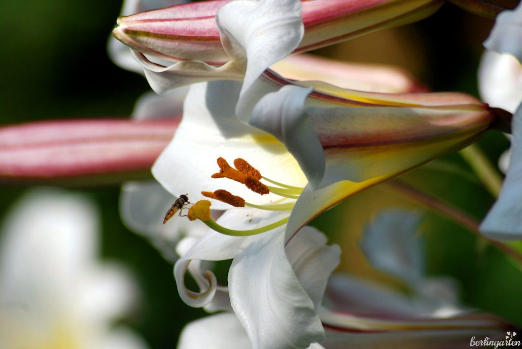 Lilie lilium regale