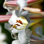 Lilie lilium regale