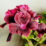 Wie Samt: Pelargonie 'Lord Bute' hat eine dunkelrote tiefe Farbe mit pinkfarbenem Rand. Eine aufrecht wachsende Sorte