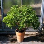 Pelargonium citronellum Mabel Grey bildet bei regelmäßigem Schnitt kompakte Pflanzen aus