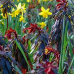 Starke Farben im Frühlingsgarten: Narzissen und Mandelwolfsmilch Euphorbia amygdaloides 'Purpurea'