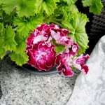 Pelargonie 'Marchioness of Bute' mit weißem Auge und gerüschten Blütenblättern