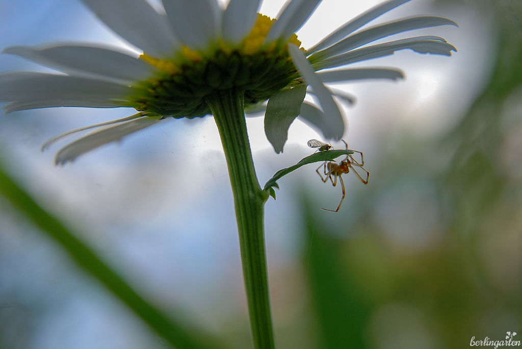 Pflanzen und Insekten: Es geht um die Diversität der Arten