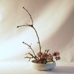 Mein Ikebana mit Sterndolde
