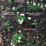 Meine einzige Pflanzaktion Mitte September: Geranium Orion aufgenommen, Erde mit Bentonit und Kompost angereichert, zusammen mit Schönaster eingepflanzt; Tulpen gesetzt
