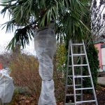 Der Stamm der Palme ist mit Noppenfolie geschützt