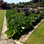Orange Lilien im Prachtgarten von Hestercombe mit Päonien