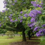 Ein Traum in violett ist der Palisanderholzbaum Jacaranda