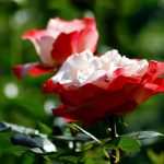 Parallel blühen die Rosen