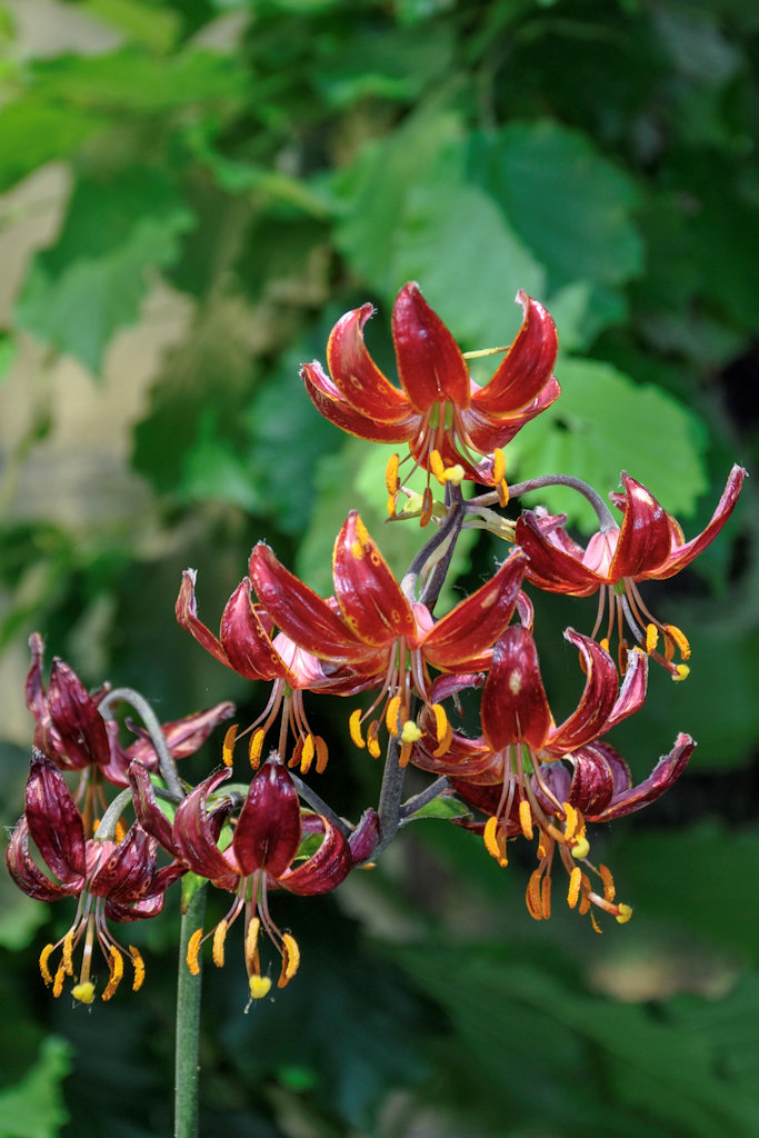 Lilium martagon 'Paul Shride' ist ein echter Hingucker und passt auch gut in naturnahe Gärten