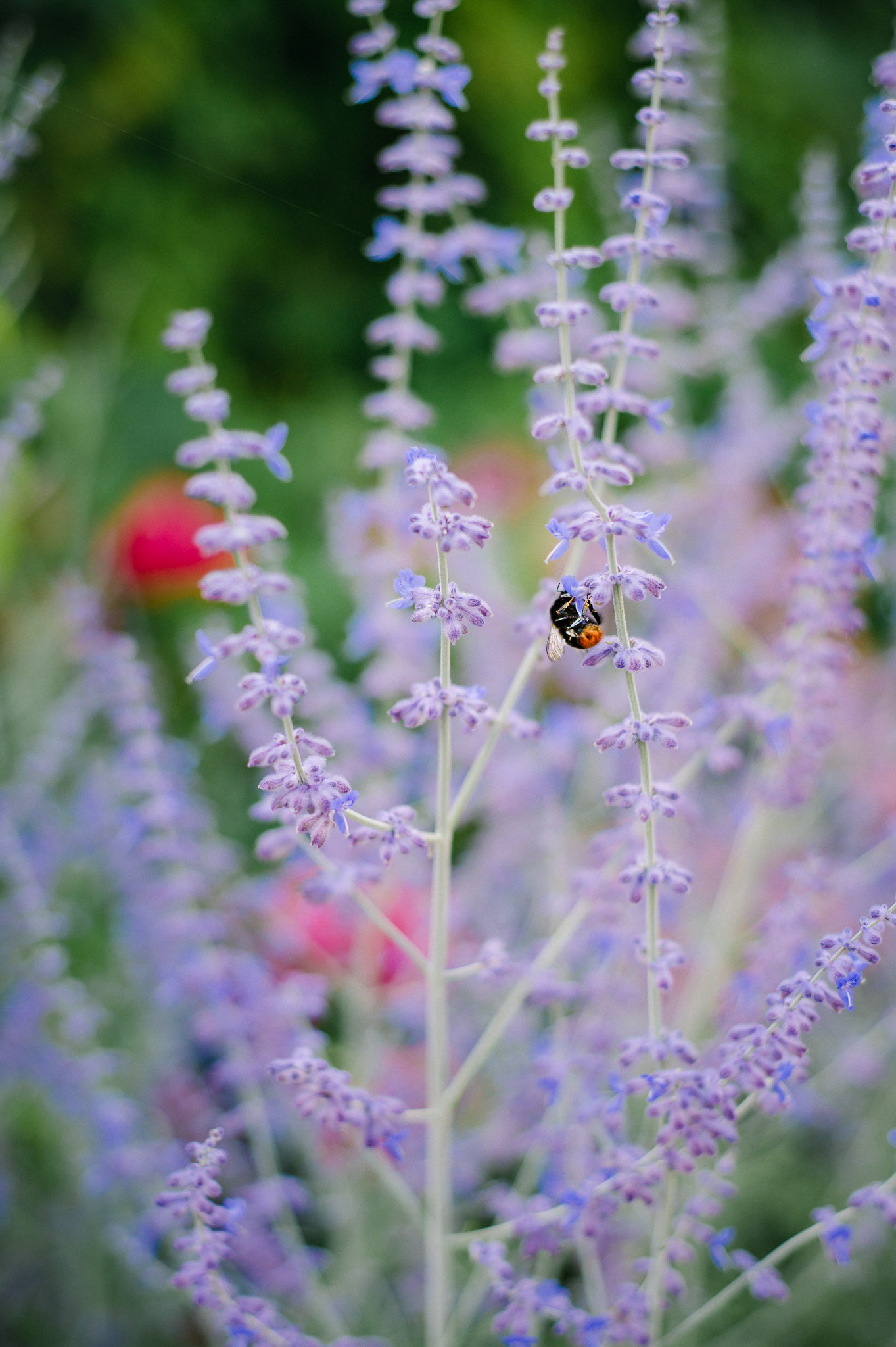 Für Insekten wie Bienen und Hummeln ist die Perowskie gute Bienenweide