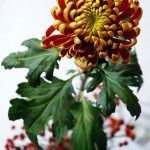 Eine Prachtchrysantheme mit unterschiedlich gefärbten Blütenblattseiten
