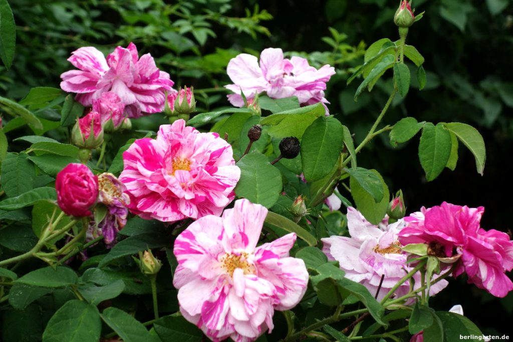 Purpur-rosa gestreift Rose Versicolor
