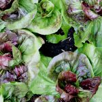 Mein Liebling im herbstlichen Salatbeet: Radicchio