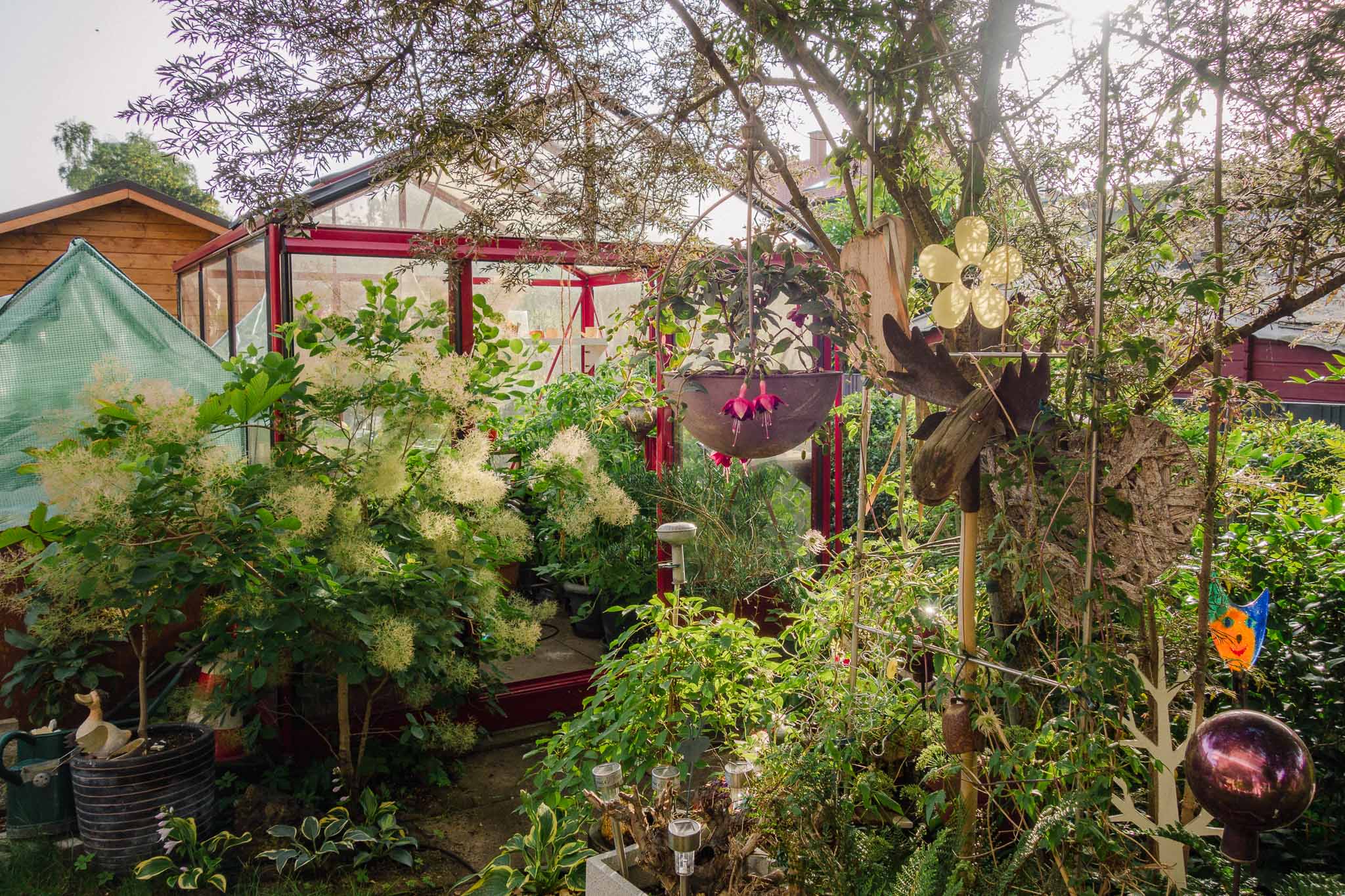 Passt auch in einen Reihenhausgarten: Rotes Gewächshaus mit Perückenstrauch