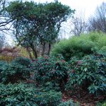 Irgendwas blüht immer in den Gärten der Welt: hier Rhododendren