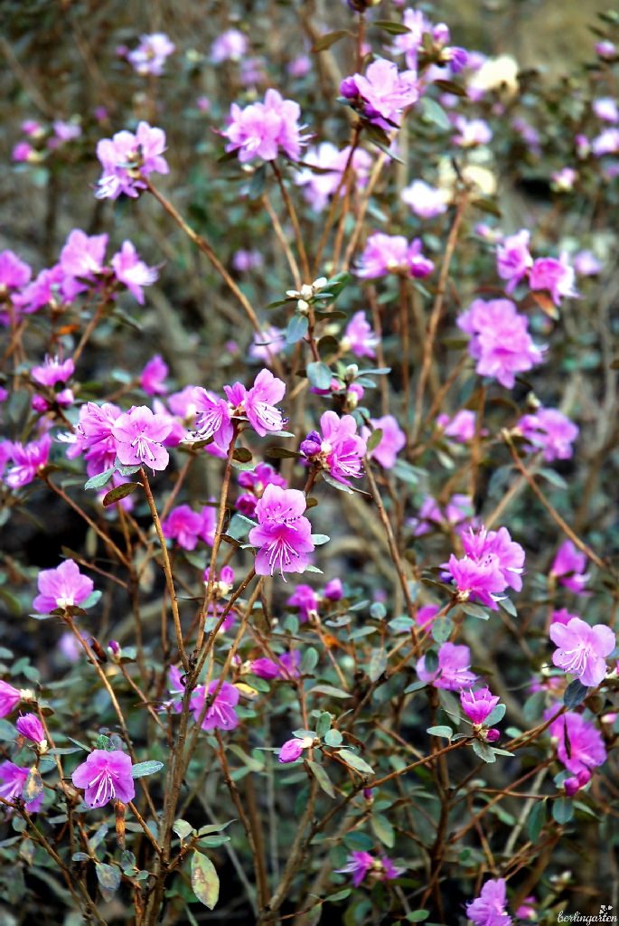 Wie aus einer anderen Welt wirkt die frühe Blüte der Ussuri-Alpenrose Rhododendron sichotense