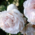 Rosen dürfen nicht fehlen: hier Constanze Mozart mit schönem Duft