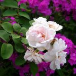 Rose Maidens Blush und Phlox