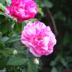 Rose Versicolor