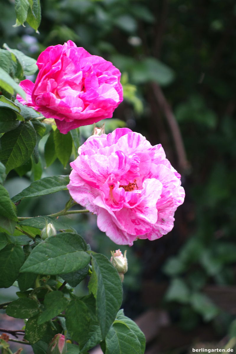 Rose Versicolor