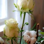 Rosen und Baumwolle als winterlicher Schmuck