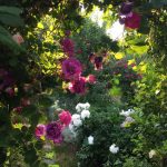 Rosenbogen mit Rose Himmelsstürmer und Blick auf Pfingstrose 'Festiva Maxima'