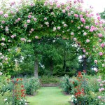 Rosenneuheiten-Garten