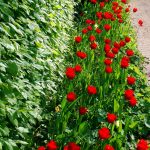 Rote Tulpen, grünes Laub - was für ein starker Kontrast