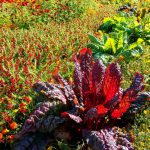 Die Grenzen zwischen Gemüse- und Blumenbeeten verschwimmen - hier roter Mangold