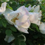 Sanftes Licht mit Rose Nevada