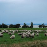 Schafe sind sprichwörtlich für Neuseeland und tatsächlich gibt es Millionen von ihnen. Leider wurde der Großteil des einheimischen Regenwaldes erst durch die Urbevölkerung, die Maori, dann aber verstärkt durch die europäischen Siedler abgeholzt. Massive Erosion war die Folge, der mit Wiederaufforstungsprogrammen begegnet werden soll